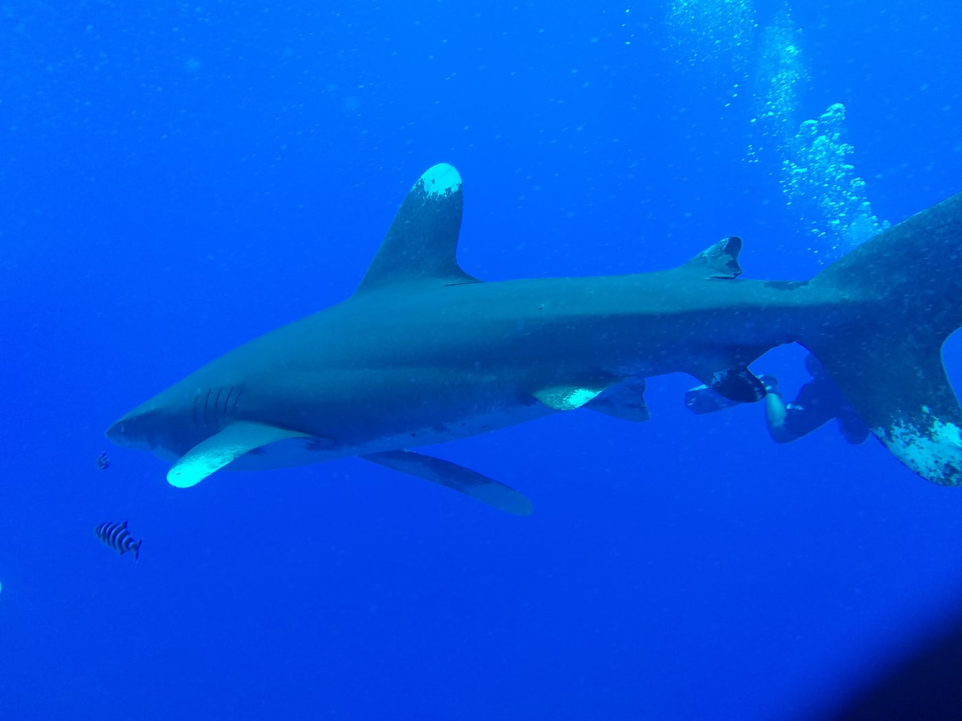 Swinger Scuba Trips